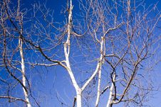 A Tangle Of Branches Royalty Free Stock Photos A Tangle Of Branches Royalty Free Stock Photos