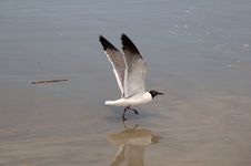 Seagull On Beach Stock Photo Seagull On Beach Stock Photo