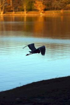 Heron Flight Royalty Free Stock Images