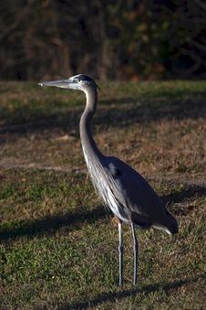 Grey Heron 1 Stock Photo