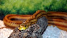 Eyes Of The Serpent Stock Image Eyes Of The Serpent Stock Image