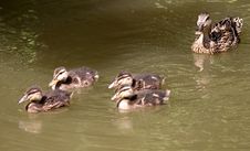 Ducklings Stock Photography