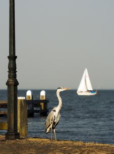 Blue Heron Stock Photos Blue Heron Stock Photos