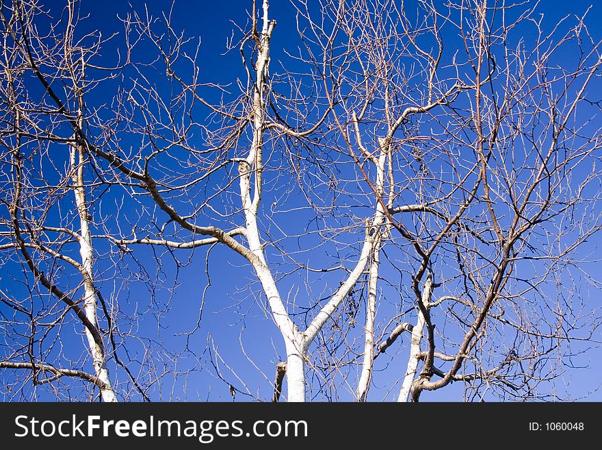 A Tangle of Tree branches against a winter sky. A Tangle of Tree branches against a winter sky