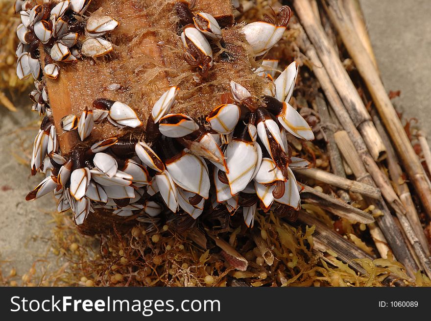 Colorful sea crabs clinging to driftwood. Colorful sea crabs clinging to driftwood