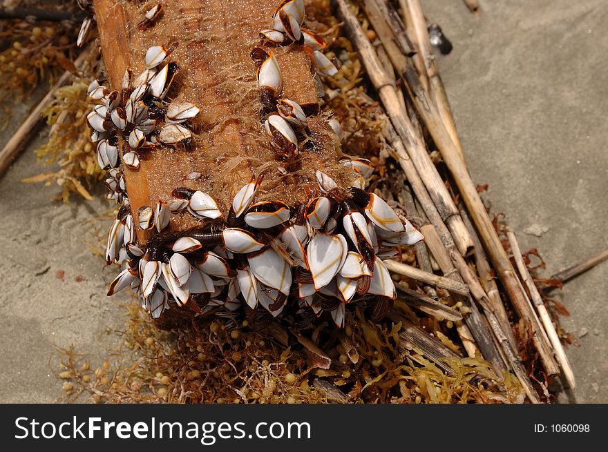 Sea Crabs on Driftwood