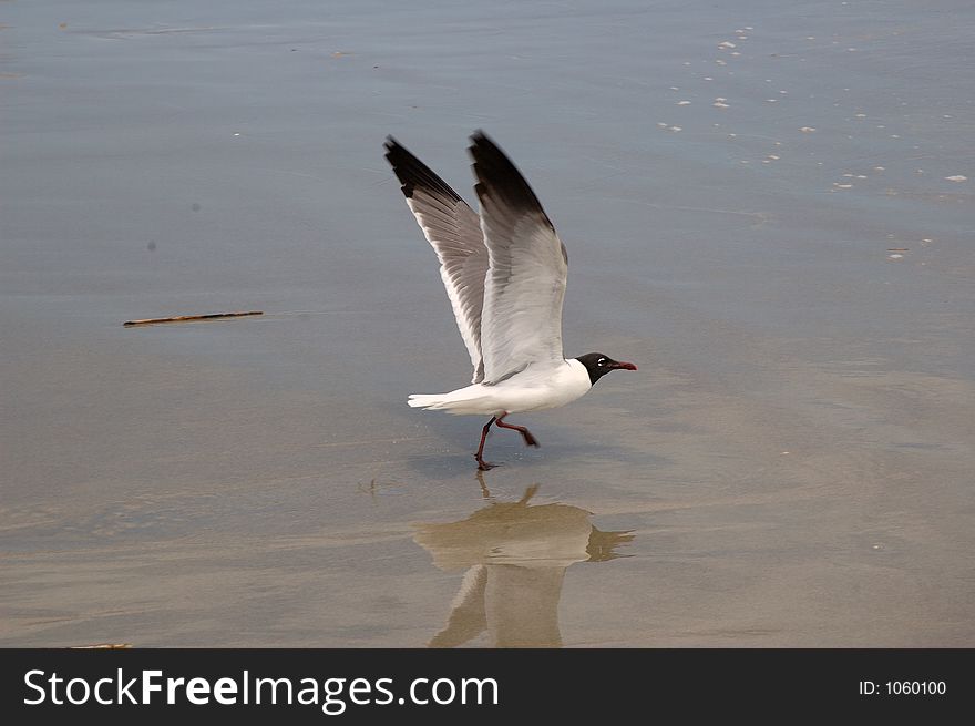 Seagull On Beach