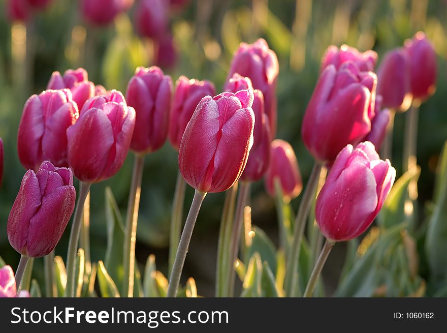 Colorful tulips. Colorful tulips