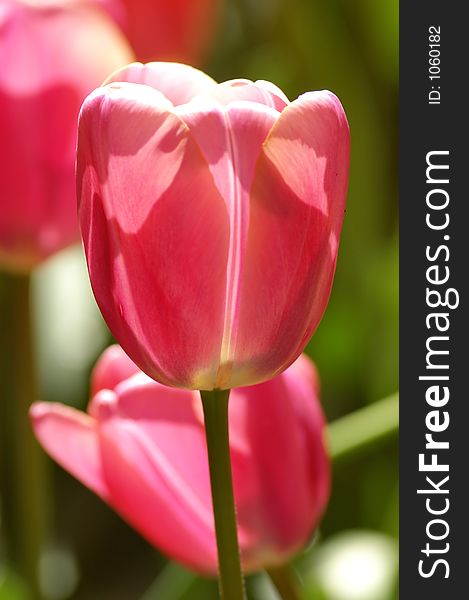 Pink Tulips Cup filled with sunlight. Pink Tulips Cup filled with sunlight