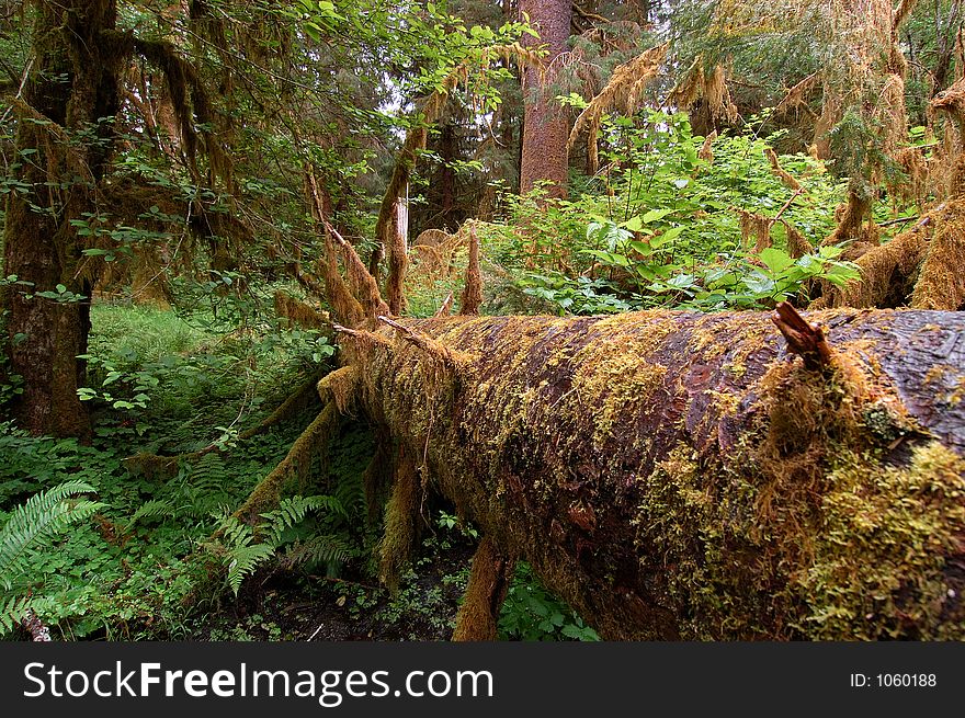 Moss and trees in rain forest. Moss and trees in rain forest