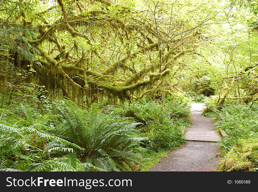 Moss and trees in rain forest. Moss and trees in rain forest