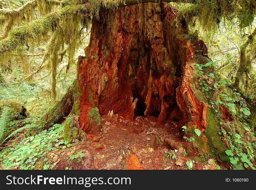 Moss and trees in rain forest. Moss and trees in rain forest