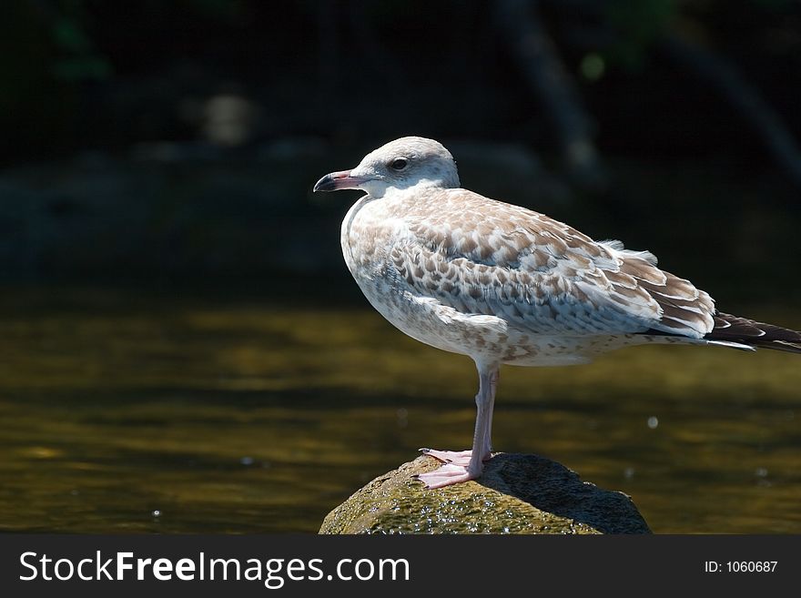 A gull sits on a rock in Lake St. Louis at Glengarry Park in Ontario. A gull sits on a rock in Lake St. Louis at Glengarry Park in Ontario