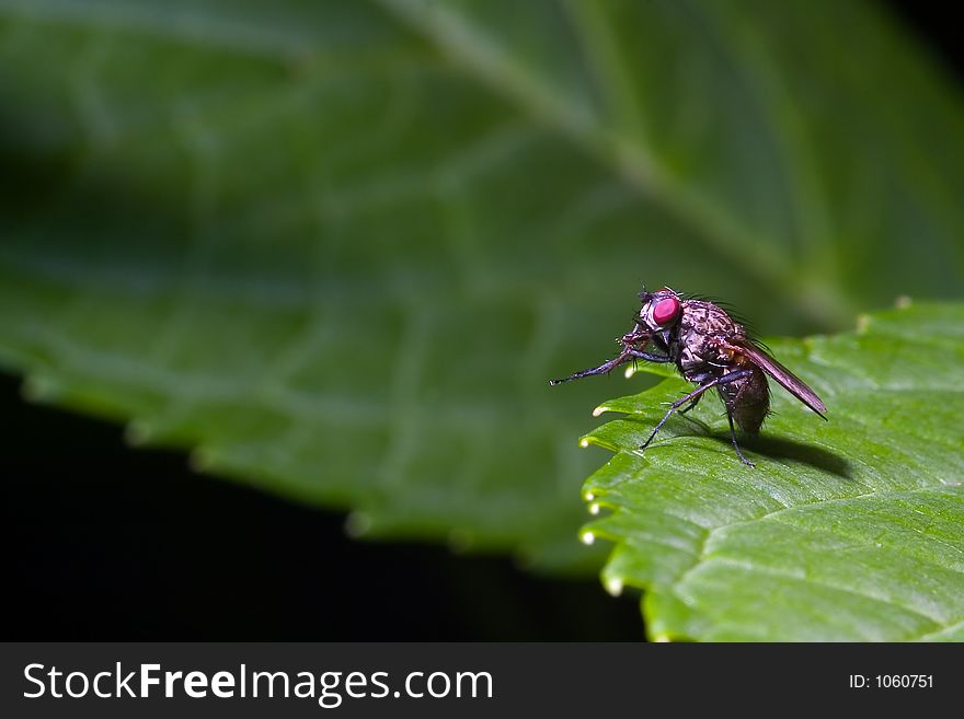 Close up of a fly on a hydrangea leak. Close up of a fly on a hydrangea leak