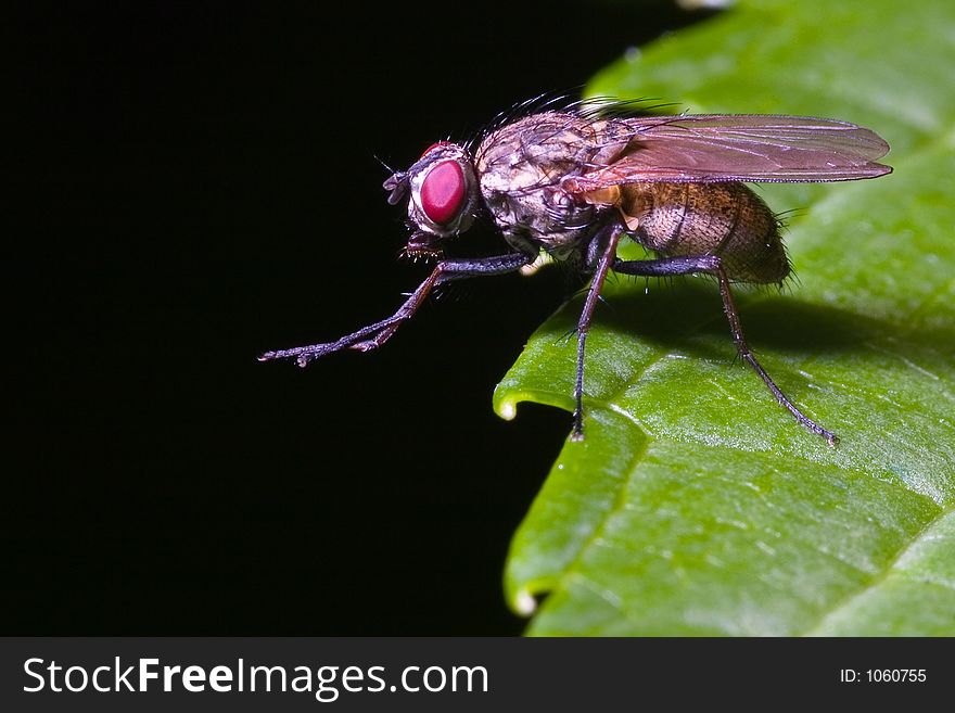 Close up of a fly on a hydrangea leak