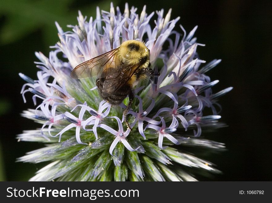Bee Harvesting From A Globe Thistle