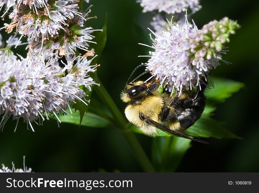 A bumble bee busy at work collecting nectar. A bumble bee busy at work collecting nectar