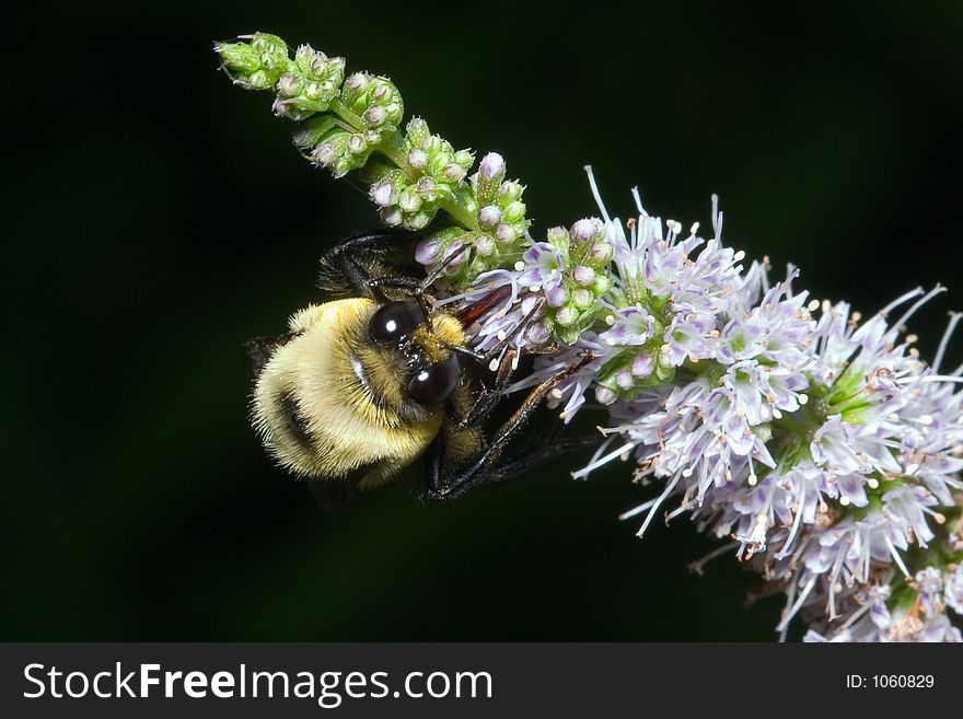 A bumble bee busy at work collecting nectar. A bumble bee busy at work collecting nectar