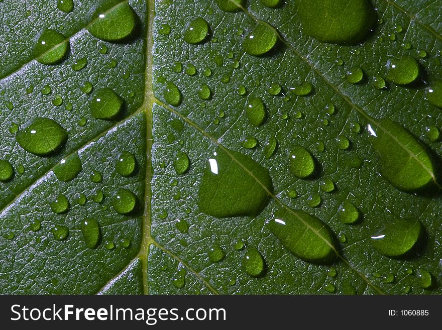 A close up of an elm leaf after a rain shower. A close up of an elm leaf after a rain shower