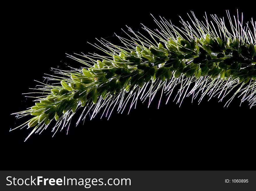 Wild grass and seeds backlit. Wild grass and seeds backlit