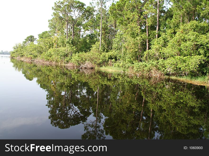 Reflecting trees in Water. Reflecting trees in Water