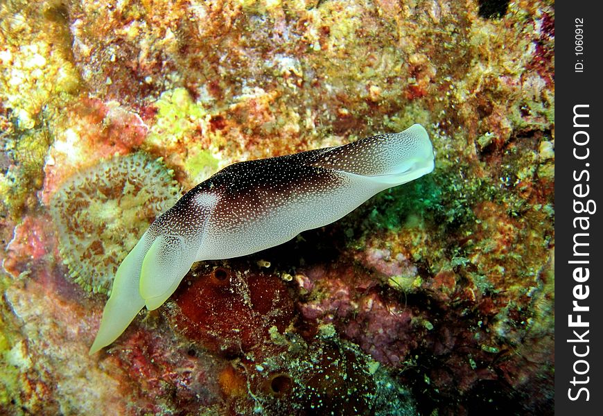 Chelidonura amoena. Chelidonura amoena