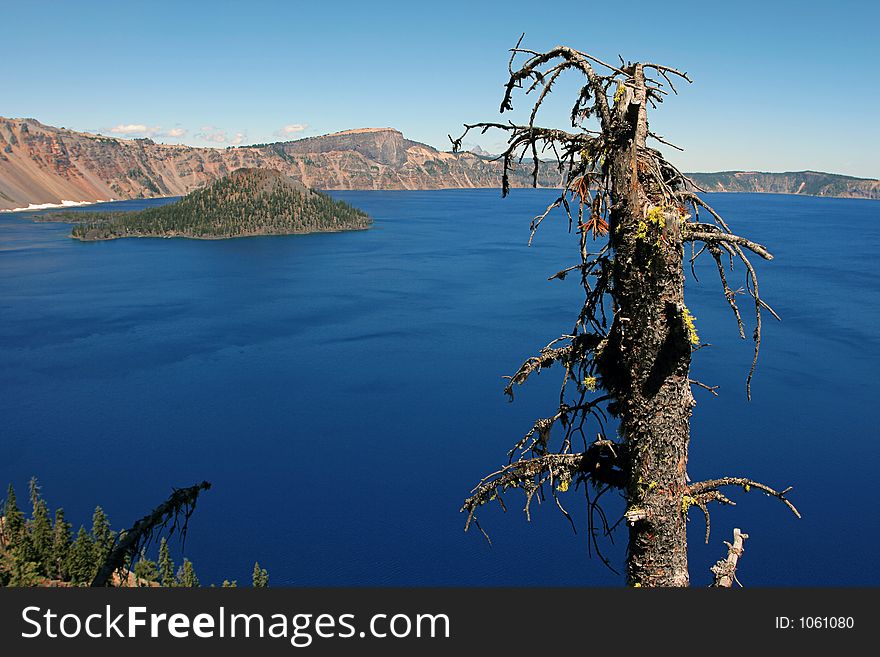 Crater Lake, dead tree