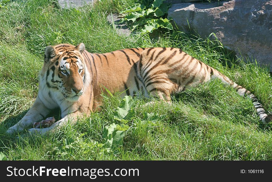 A Siberian Tiger eating its prey