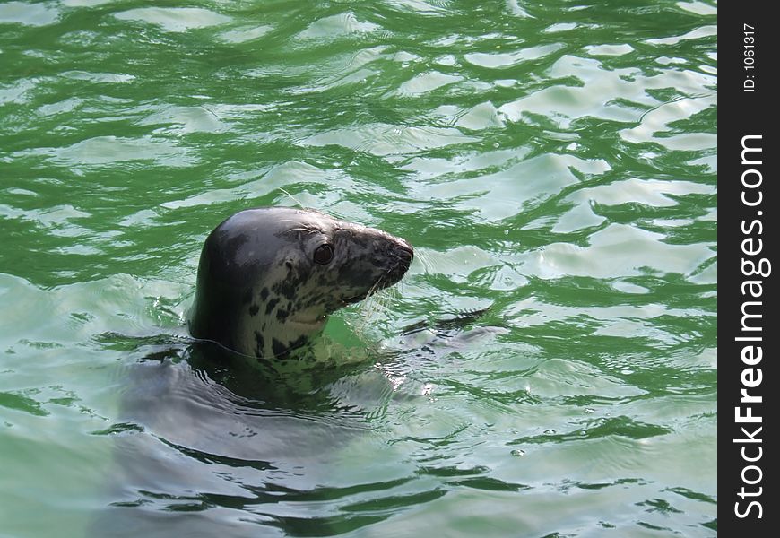 Sea lion. Sea lion