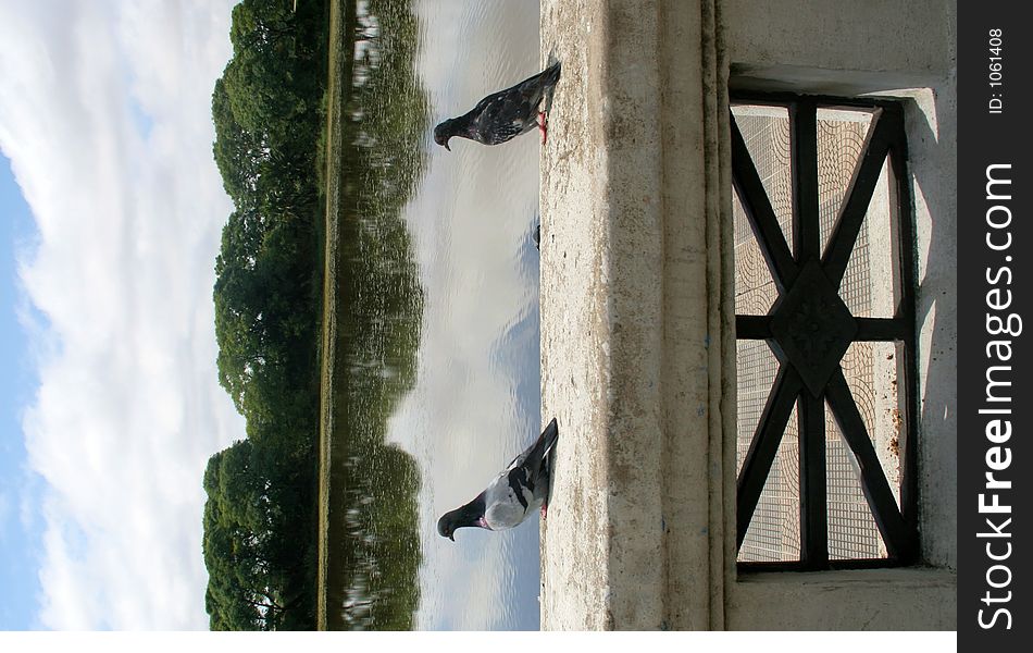 Two pigeons sitting on a ledge overlooking the river