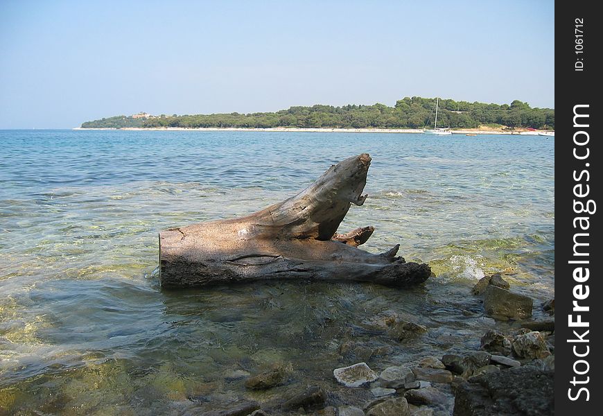 Old tree on sea bord
