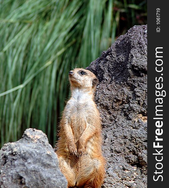 Meerkat 2623