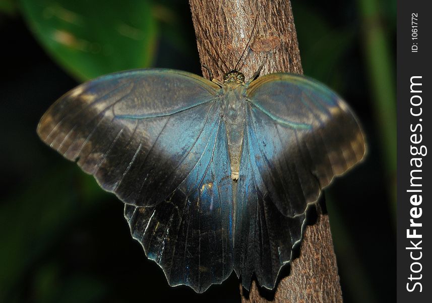 Caligo eurilochus Owl butterfly on tree trunk. Caligo eurilochus Owl butterfly on tree trunk