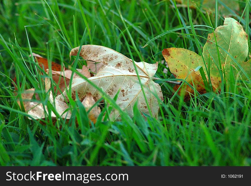 Fallen leafs in the grass