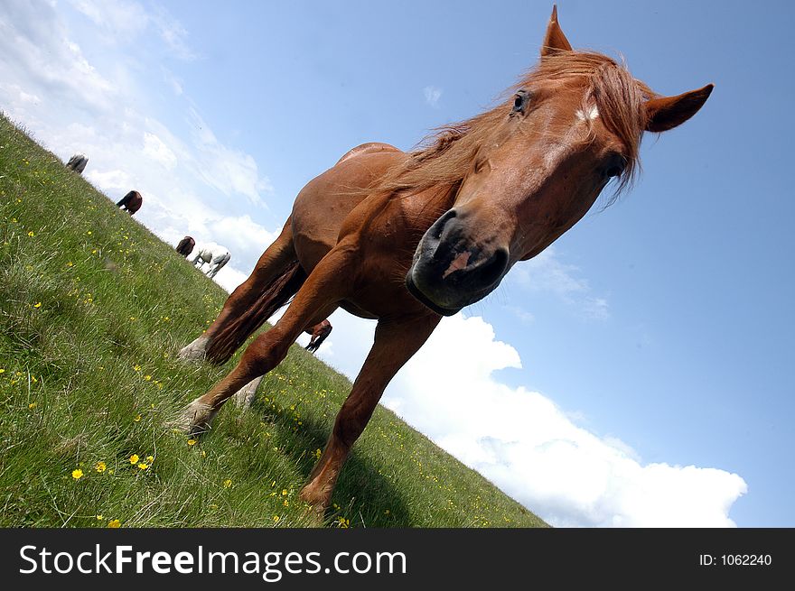 Wild horses in romanian moutains