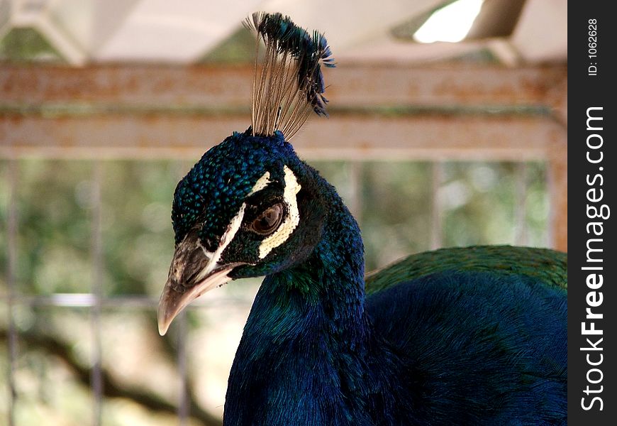 Close-up of peacock, on Crete