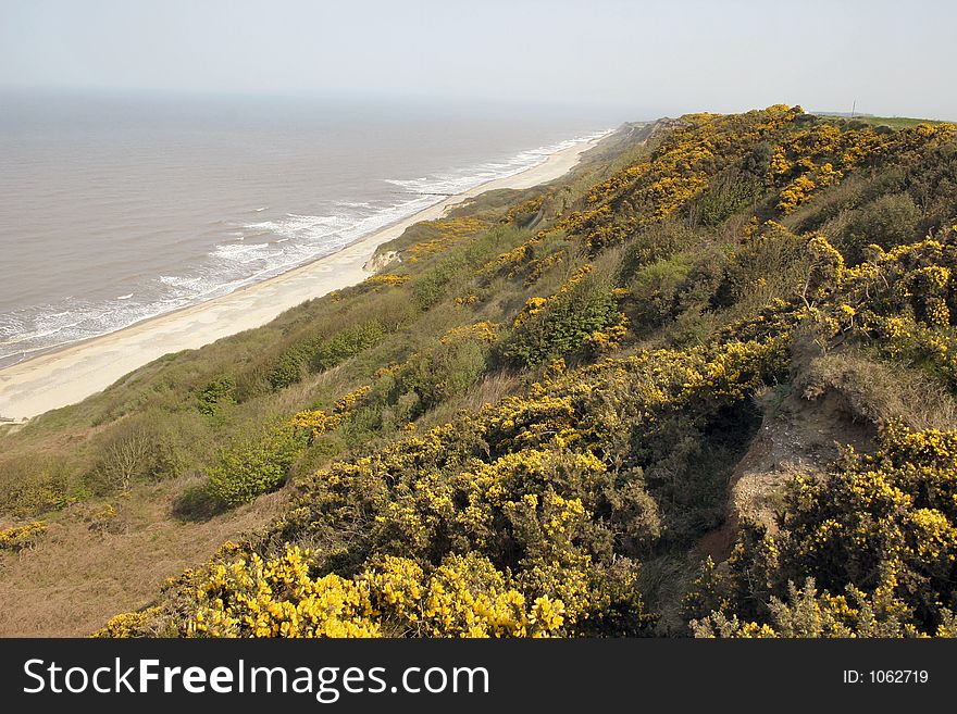 Coastal scene of gorse growing on the cliff edge