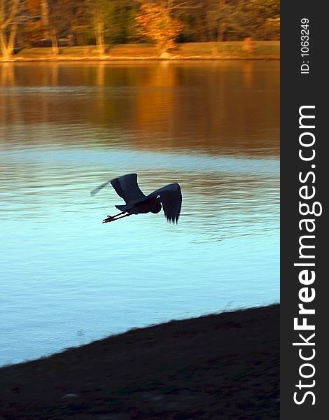 A gray heron in flight at sunset. A gray heron in flight at sunset