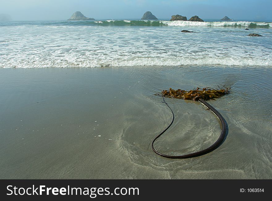 Seaweed On Beach