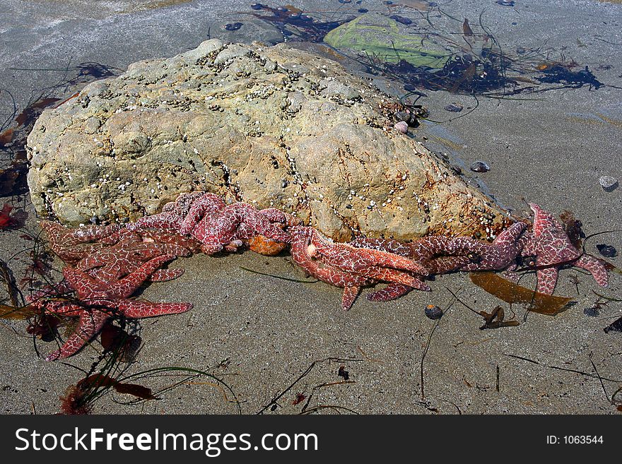 Stafish At Low Tide