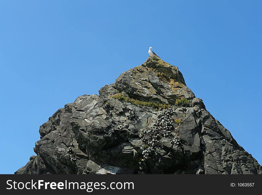 Western Seagull on triangle rock, Brookings, Oregon. Western Seagull on triangle rock, Brookings, Oregon