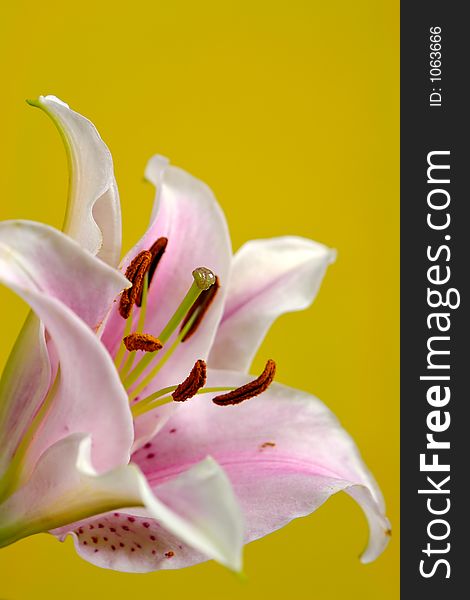 Close up of Lily on a yellow background. Close up of Lily on a yellow background