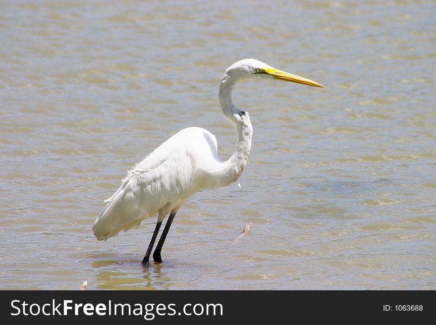 A Great Egret, a type of bird from the Heron family, basking in the sun near the shoreline of a pond in a city park. A Great Egret, a type of bird from the Heron family, basking in the sun near the shoreline of a pond in a city park.