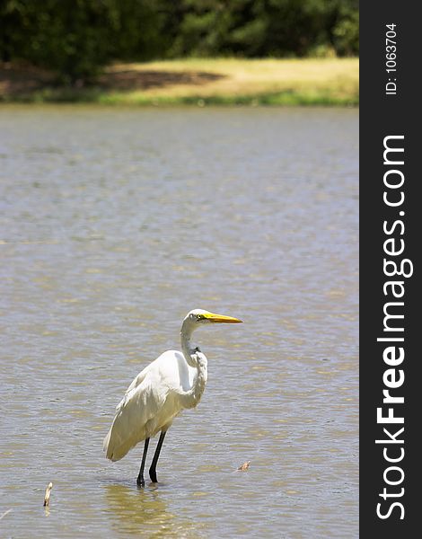 A Great Egret, a type of bird from the Heron family, basking in the sun near the shoreline of a pond in a city park. A Great Egret, a type of bird from the Heron family, basking in the sun near the shoreline of a pond in a city park.