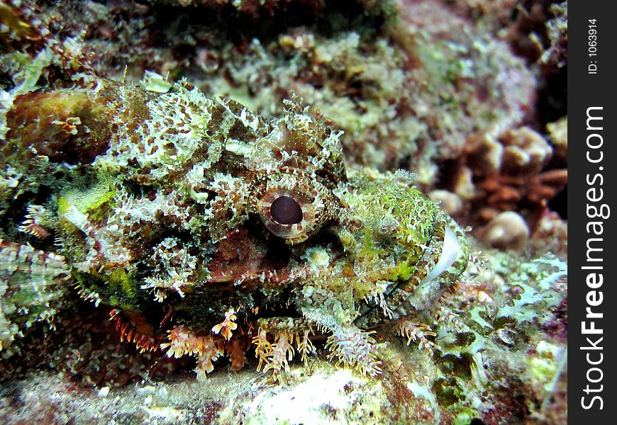 Scorpionfish Head