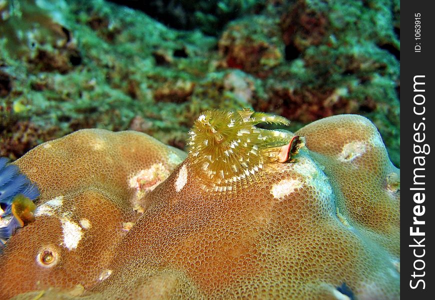 A tubeworm species with variety of colors. A tubeworm species with variety of colors