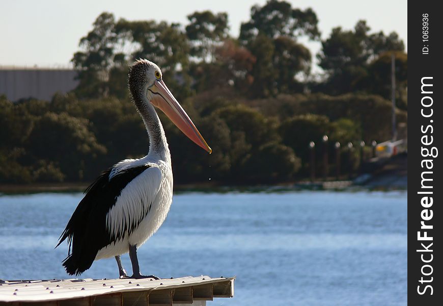 A pelican waiting for fisherman to return to the wharf.