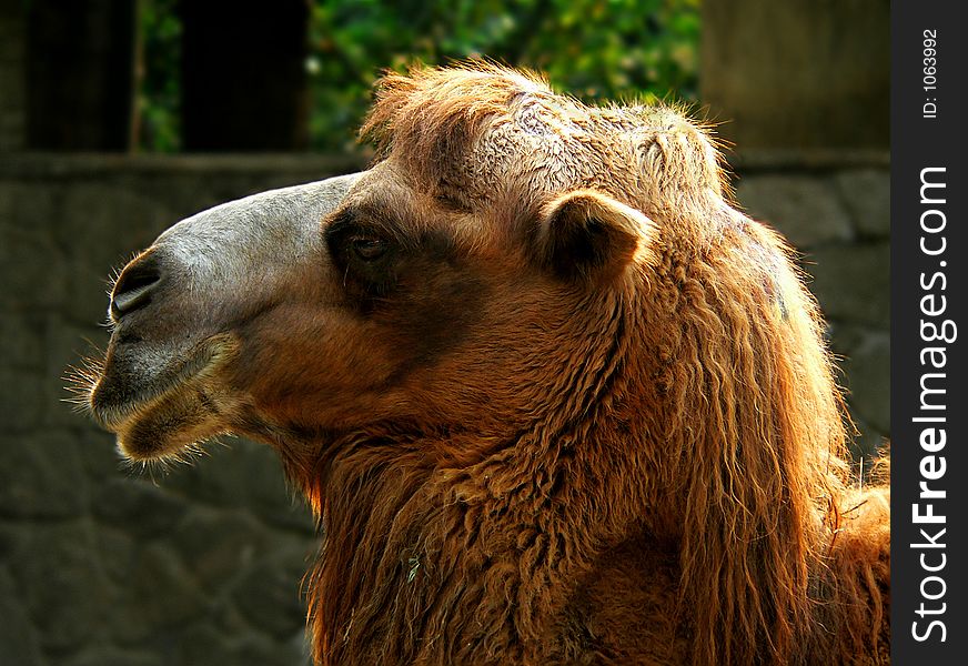 A camel portrait,backlighting
