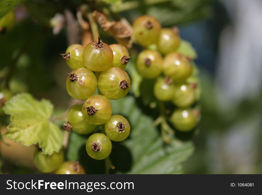 White currant on a bush