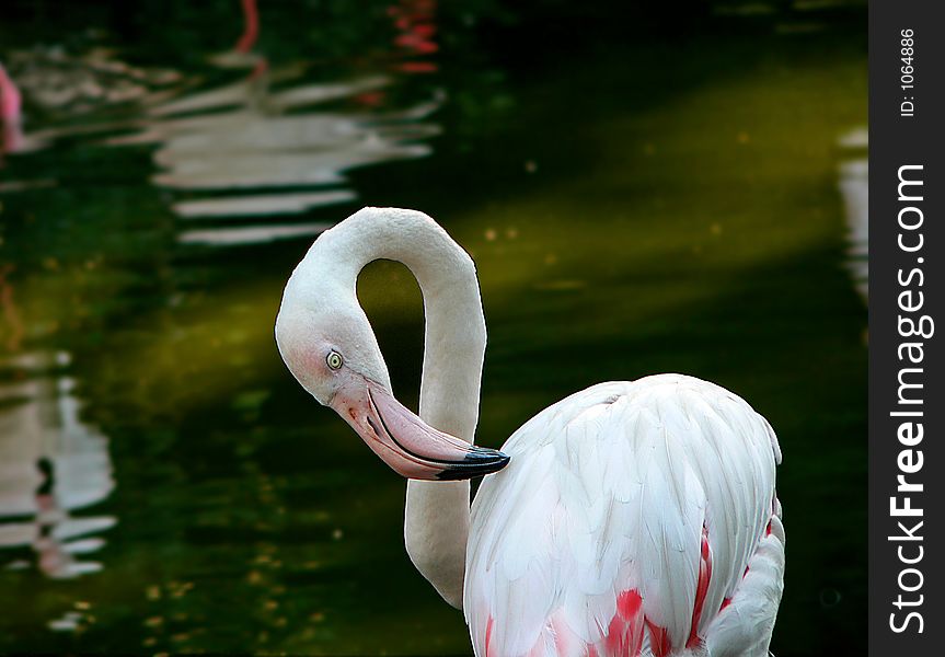 A flamingo portrait